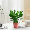 Bambú de la suerte Bambú Loto Planta en maceta Planta de interior para oficina Paso a paso Bambú alto Micro paisajismo Planta verde de escritorio Bonsái fácil de cuidar