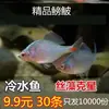 Pez Betta Pez Ornamental Pez de Agua Fría Pez Nativo Colorido Cuerpo Alto Vivo Pez Pequeño de Agua Dulce Vivo