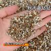 Rhinestones para Uñas Color Champán, Rhinestones de Forma Irregular con Base Plana, Decoraciones para Uñas Zircon K9 Melard 5A de Borde Invertido para Otoño e Invierno, Rhinestones para Uñas