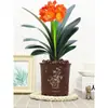 Orquídea Mariposa Monje Clivia Auténtica en Maceta Redonda con Capullos en la Sala de Estar y la Oficina Plántulas de Orquídea Florecen en Todas las Estaciones