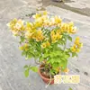 Planta en Maceta Buganvilia Floreciendo Cereza Verde Doble Pétalo Floración Cuatro Estaciones Balcón Fácil de Cultivar Buganvilia de Interior Planta Verde para Balcón