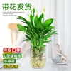 Planta em Vaso Antúrio com Flores, Planta Hidropônica, Planta Verde de Interior Fácil de Cuidar, Adequada para Pessoas Preguiçosas, Flores para Todas as Estações, Planta da Moda