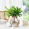 Vaso de Vidro Hidropônico Transparente Minimalista Criativo para Cultivo de Plantas Verdes Como Jiboia, Osmanthus e Pinheiro Arhat