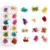 Nuevo Estilo Japonés y Coreano Arte de Uñas Flor Seca 12 Margarita Grácil Narciso Pegatina de Pollo Flor de Color Joyería para Uñas Transfronterizo