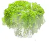 Plántulas de Cinta, Hiedra, Clorofito, Planta de Labial, Peonía, Planta de Cinta, Cinta Perla, Plantas Verdes Colgantes para Balcón de Interior