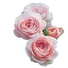 Plántulas de Rosas Fragantes de Una Pieza Envío Directo Reina Sueca Floración Abundante de Flores de Rosa en Todas las Estaciones Flores en Maceta