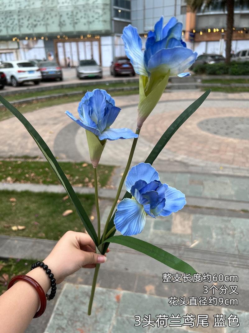 3头荷兰鸢尾 蓝色.jpg