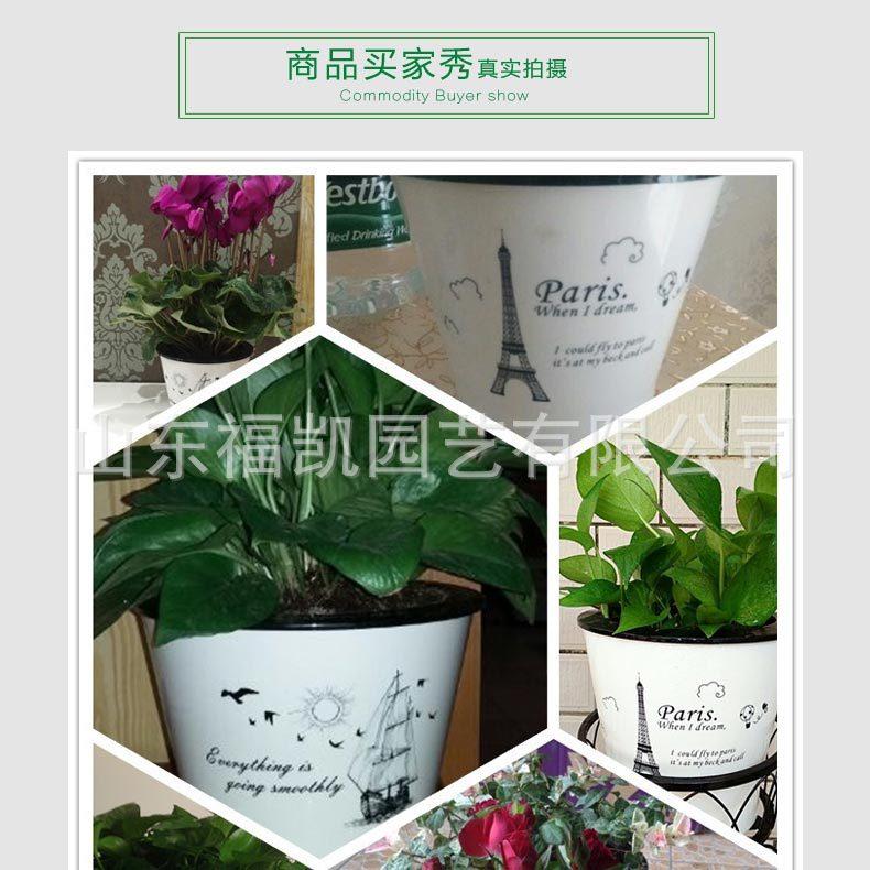 风情款详情页_11