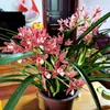 Moran planta em vaso empresa preto Phnom Penh Montanha Jinhua Flor de orquídea de Ano Novo sala de estar varanda folha larga orquídea perfumada perene o ano todo