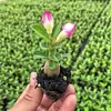 Rosa de pétalas duplas, planta do deserto, planta em vaso, planta com floração o ano todo, tolerante à seca, adequada para pátio, interior, varanda, bonsai, fácil de cuidar e floresce