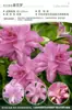 Bulbos de Lírio de Outono de Floração Dupla, Mudas de Flores de Floração Simples, Lírios Perfumados Comprados Diretamente da Holanda, Canhão de Ferro, Plantas de Vaso para Iniciantes do Pátio Karie