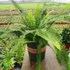 Helecho de Boston Planta en Maceta, Planta Verde en Maceta Grande Colgante, Fácil de Mantener en Interiores, Perenne Todo el Año, Helecho de Boston Dorado, Helecho Rey
