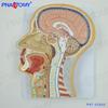 Cabeça Humana Seção de Milho Testa Corte Estrutura Cerebral Modelo de Anatomia Médico Otorrinolaringologia Beleza Micro Cirurgia Plástica
