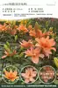 Bulbos de Lírio de Outono de Floração Dupla, Mudas de Flores de Floração Simples, Lírios Perfumados Comprados Diretamente da Holanda, Canhão de Ferro, Plantas de Vaso para Iniciantes do Pátio Karie