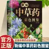 Livro Colorido Ilustrado de Fitoterapia Chinesa Recém-Compilado Manual Super Prático Genuíno para Identificação de Ervas Medicinais Chinesas Livro Ilustrado de Ervas Medicinais Chinesas
