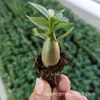 Planta Joven de Rosa del Desierto de Un Año, Mini Suculenta Flor Planta Verde para Patio y Balcón, Fácil de Cuidar, Planta Ornamental con Flor para Interiores y Exteriores en Maceta
