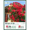 Plántulas de Flores Leñosas Amarillas, Enredaderas Trepadoras, Plántulas Leñosas Doble Rojo y Blanco, Rosas, Florales de Floración Cuatro Estaciones, Plantas en Maceta para Balcón y Patio