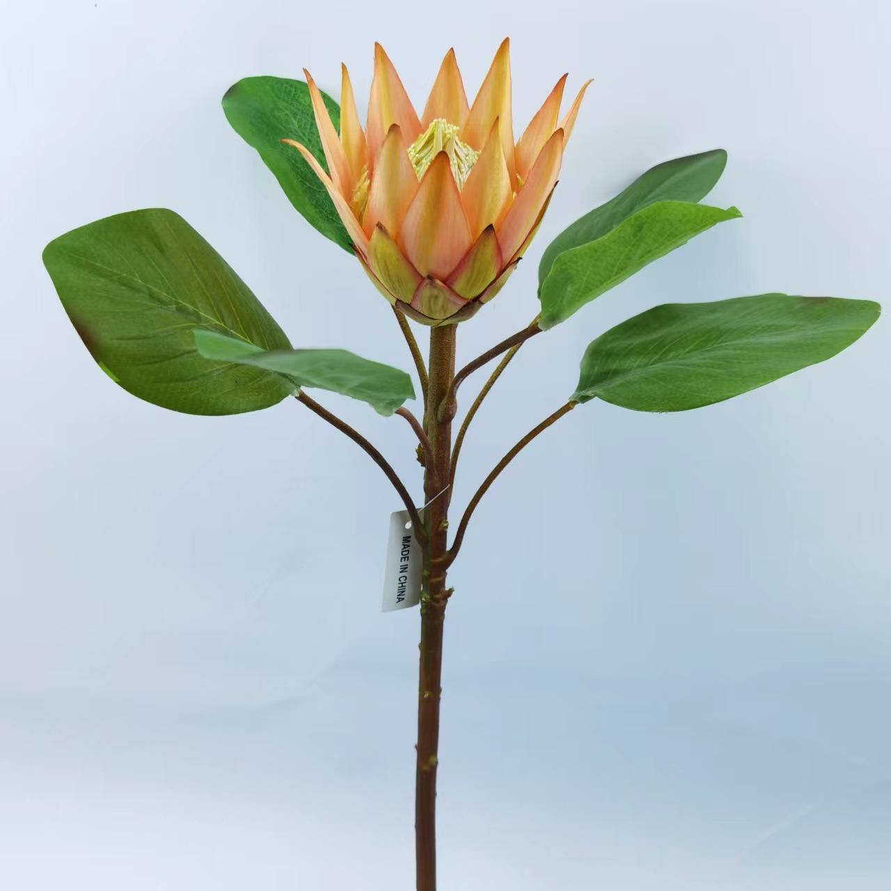 小帝王花