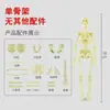 Modelo de corpo humano, esqueleto completo destacável e montável, material didático, estrutura dos órgãos internos, anatomia médica, coração.