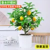 Planta de Limonero en Maceta Semillero Fruta Limón Fragancia Fuerte Con Fruta Comestible Planta Verde de Interior Sala de Estar Fácil de Cuidar Todas las Estaciones