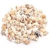 Colgante Flor de Concha Pequeña Natural Semiespiral Hecho a Mano Perforado Materiales para Manualidades DIY para Pulseras, Collares, Aretes y Accesorios de Joyería