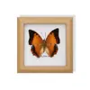 Mariposa Rayada de Tigre Rara, Adorno de Insecto Precioso, Espécimen de Mariposa Azul, Regalo para Ancianos, Amigos o Niñas en su Cumpleaños, Marco de Espécimen de Mariposa