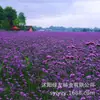 180 Variedades de Sementes de Flores Não Repetitivas, Fáceis de Cultivar em Todas as Estações, Podem Afastar Mosquitos, Adequadas para Varandas Internas e Externas, Distribuição Transfronteiriça