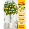 Perfume Árbol de Limón Planta Verde en Maceta Grande para Interior Sala de Estar Absorbe Formaldehído Balcón Fácil de Cultivar Florales y Frutos en Todas las Estaciones