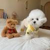 Roupas de Cachorro Estilo Ins Japonês e Coreano para Outono e Inverno, Macacão de Veludo Cotelê Arco-Íris para Cães Pequenos e Médios, Roupas para Pets