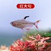 Peixe Ornamental Grande, Peixe Tropical Pequeno de Água Doce Fácil de Cuidar, Peixe Leve, Aquário de Tanque com Plantas Natação em Grupo Peixes de Estimação