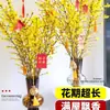 Flores Douradas Polegada-Polegada, Plantas Hidropônicas, Forsythia, Galhos Recém-Cortados Que Florescem Quando Expostos à Água, Wintersweet, Galhos Secos, Florais de Ano Novo para Interior Cultivados em Água