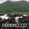 Hongo negro seco auténtico de primera calidad, primera cosecha, seleccionado a mano, carne gruesa, sin raíz, suave, tierno y crujiente