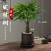 Árbol del Dinero Maceta Planta de Interior Tierra para Flores Pequeño Bonsái Cultivado en Maceta Planta Verde para Sala de Estar Oficina Fortuna Cerámica Maceta Pequeña
