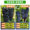 Plántulas de rosa mosqueta Grapevine Sunshine en maceta, de verano, color negro sureño, Kyoho, sin semillas, zafiro