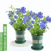 Plántulas de Flores en Maceta Copo de Nieve Azul Florecen en Todas las Estaciones, Plantas Trepadoras Ornamentales para Jardín de Balcón, Resistentes al Calor y Fáciles de Cuidar, Copos de Nieve Blancos