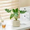 Planta de Mesa em Vaso Pessoa Preguiçosa Purifica o Ar Florais Internos Sala de Estar Escritório Plantas Verdes Estilo Ins Escandinavo Casa Nova