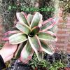 Piña Llena de Agua Linda Piña Colorida Tanque de Selva Tropical Plantas Acuáticas Ecológicas de Agua y Tierra Tanque para Reptiles Paisajismo Plantas Comunes