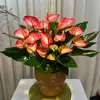 Color Soñador Rojo PalmaMelocotón Labios Color Soñador Palma, una planta hidropónica de cuatro estaciones, tolerante a la sombra y de fácil cuidado que elimina eficazmente el formaldehído