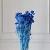 Flores de Mijo Conservadas Blancas, Flores de Mijo Secas, Venta al por Mayor desde Fabricante, Materiales para Uñas Hechas a Mano DIY