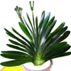 Plantas de Clívia em Vaso, Mudas de Orquídea Borboleta Clívia Perene, Plantas de Orquídea Atacado, Mudas de Clívia