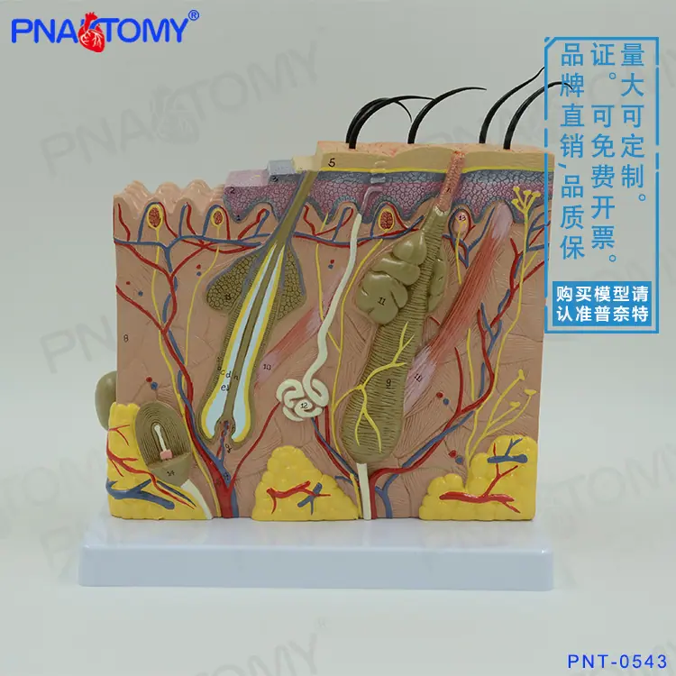 70倍皮肤01