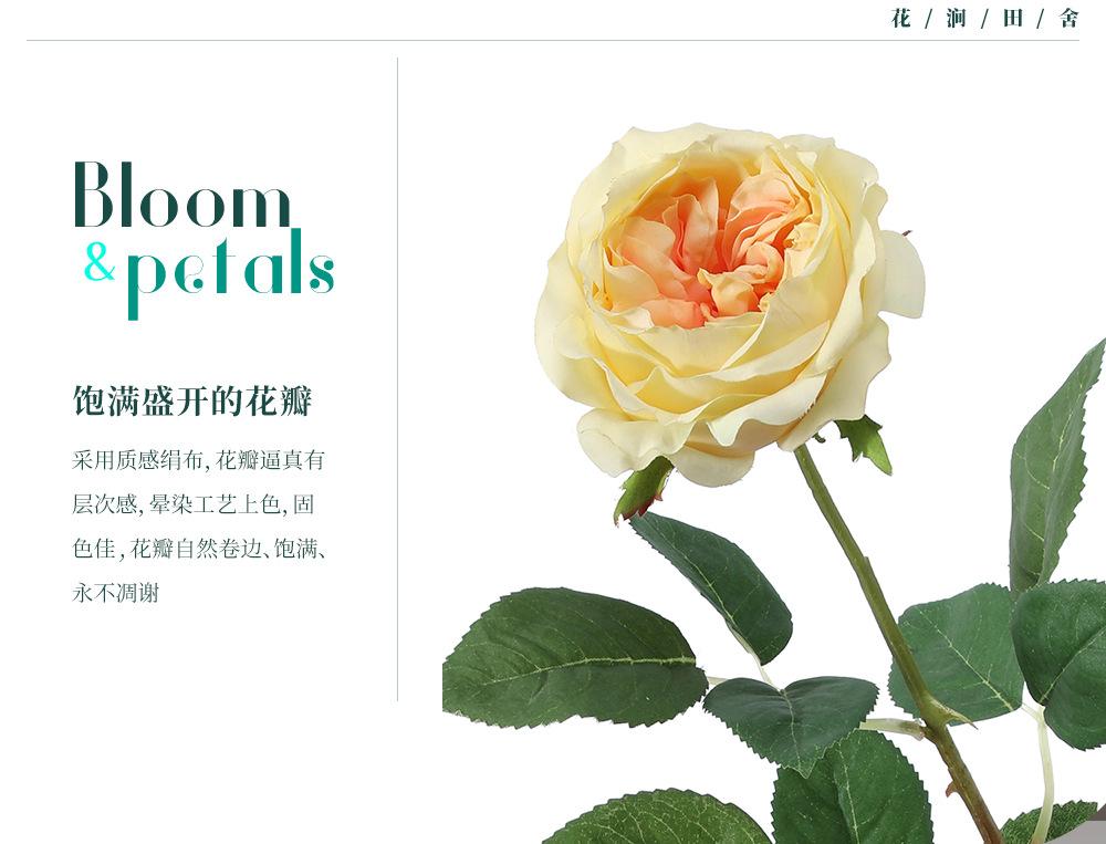 奥斯汀玫瑰单枝_06.jpg