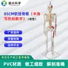 Fabricante de Modelo de Esqueleto Humano de Plástico Meio Corpo Pendurado Macio Personalizado de 85cm com Spray Digital Codificado por Cores