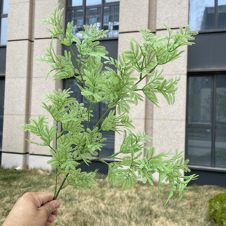 4叉原色含羞草 绿色.JPG