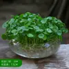 Una generación de hojas con hierba de cobre en macetas hidropónicas plantas de interior flores verdes pequeñas semilla de hierba de cobre acuática