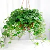 Plántulas de Cinta, Hiedra, Clorofito, Planta de Labial, Peonía, Planta de Cinta, Cinta Perla, Plantas Verdes Colgantes para Balcón de Interior