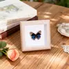 Especimen de Mariposa Real Pintura Decorativa Colgante Adorno de Insecto con Ojos Azules, Marco de Madera Maciza, Regalo para Mejor Amigo, Recuerdo Único