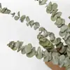 [Pueblo de Zanhua] Hojas de Eucalipto Secadas al Aire Naturalmente Ramo de Flores Secas Decoración Artística Flores Reales Regalo Venta al por Mayor