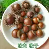 Fruta de Roble Castaño Bellota Natural Cáscara de Bellota Gorra de Bellota Silvestre Adornos Hechos a Mano Material Decorativo DIY