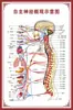 Diagrama del Esqueleto Humano, Cartel de Pared Grande, Diagrama de Órganos, Gráfico de Estructura de Órganos Internos, Gráfico de Puntos de Acupuntura, Póster del Gráfico de Anatomía Muscular Humana